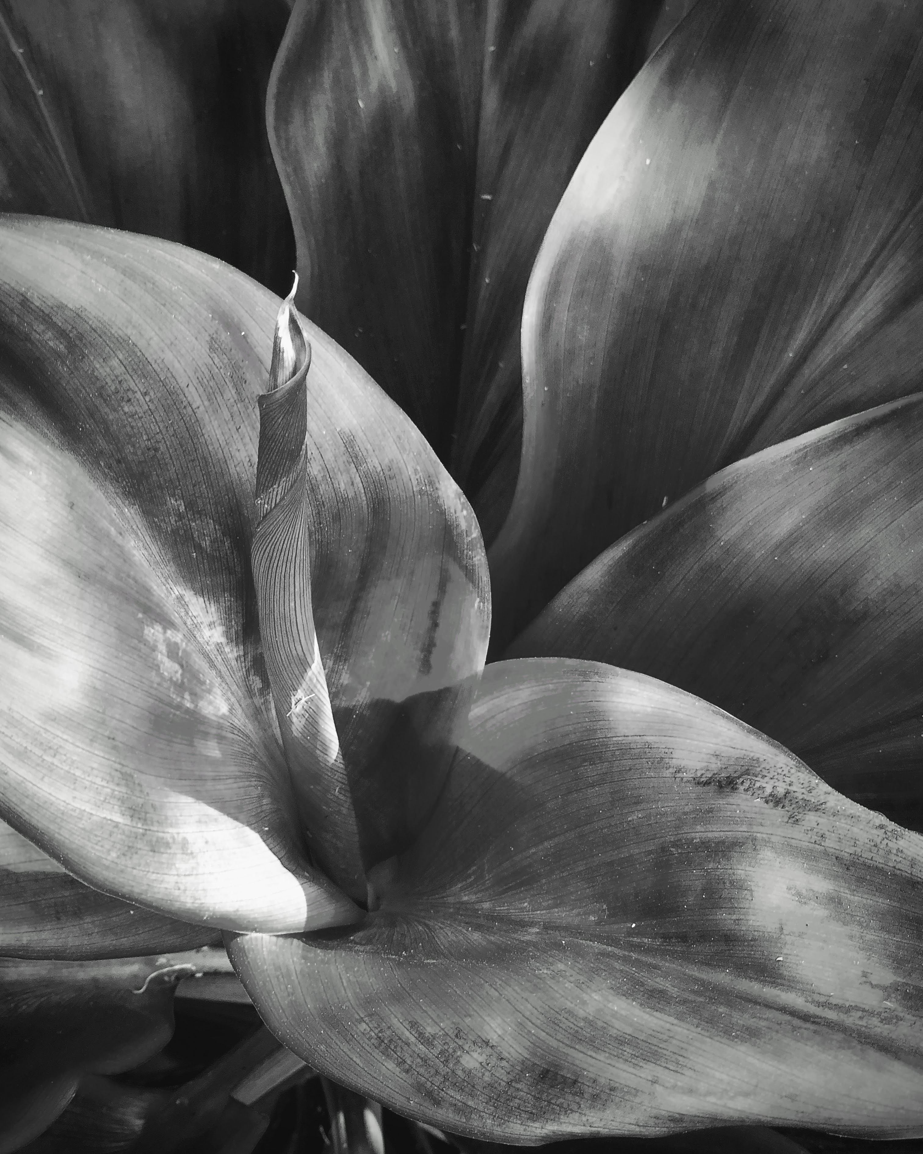 Ti plant