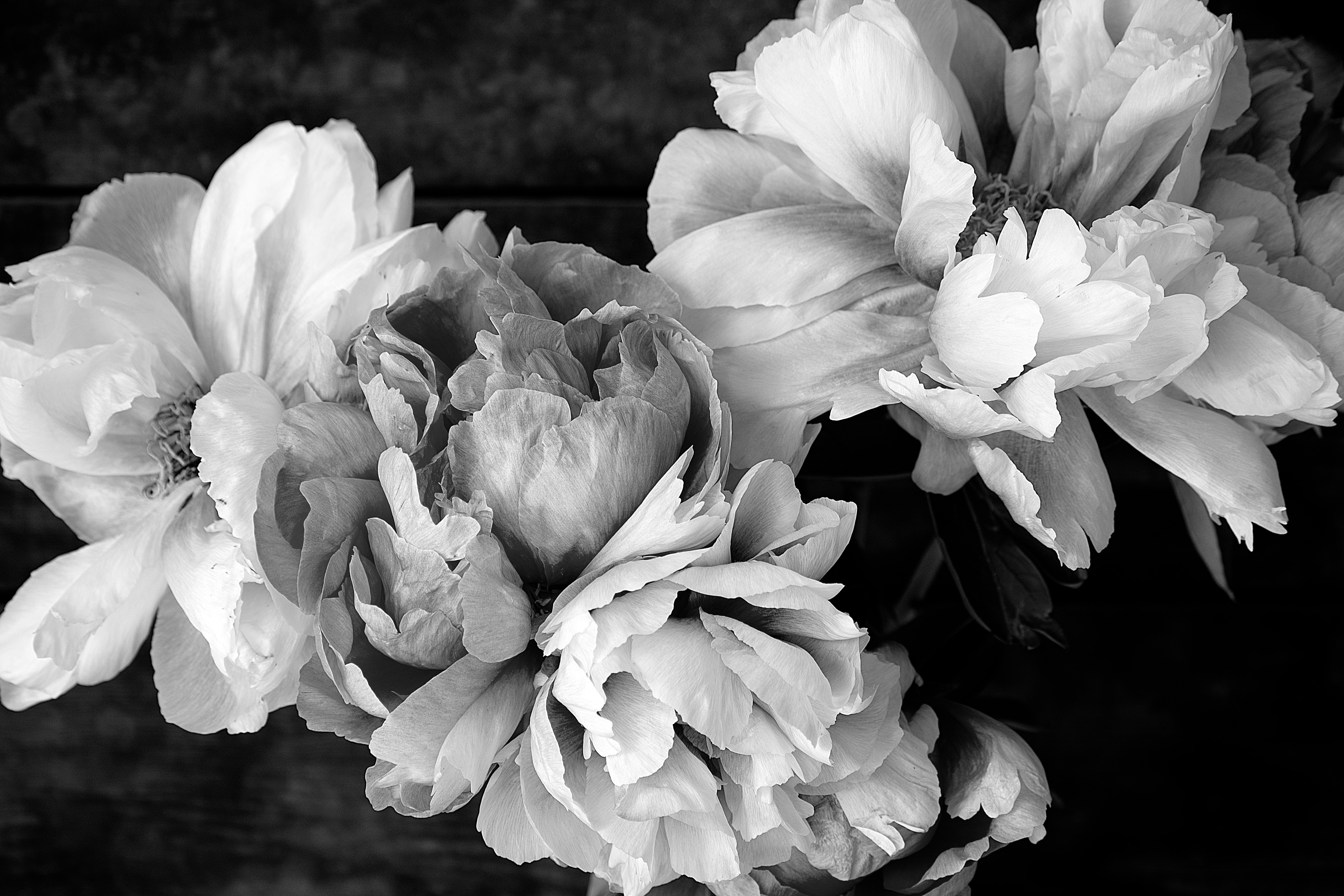 Peonies
